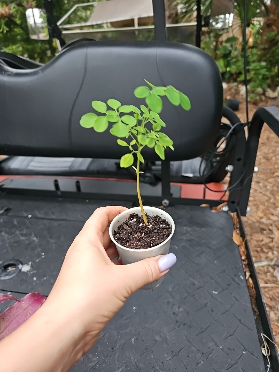 Moringa Rooted Live Plant 8" + Tree Of Life Food Forest Plus 2 Extra Seeds gallery