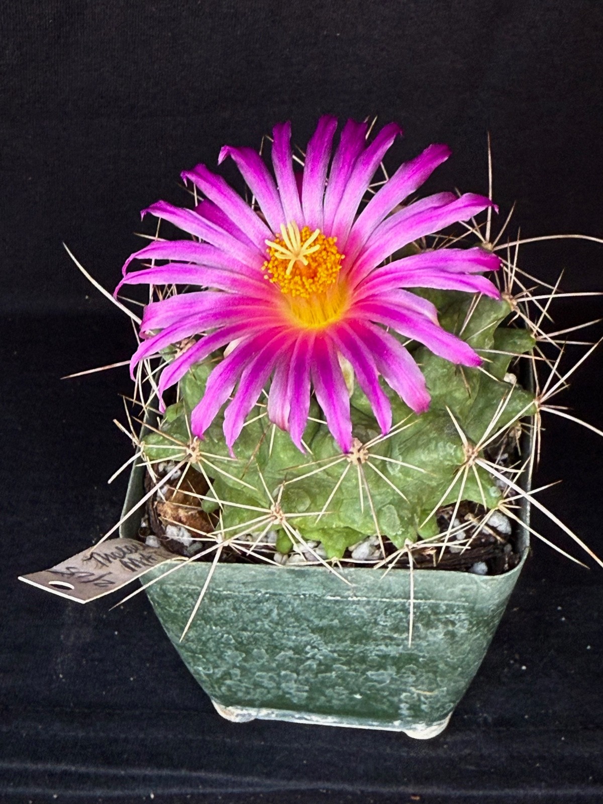 Thelocactus matudae 4" cactus plant gallery