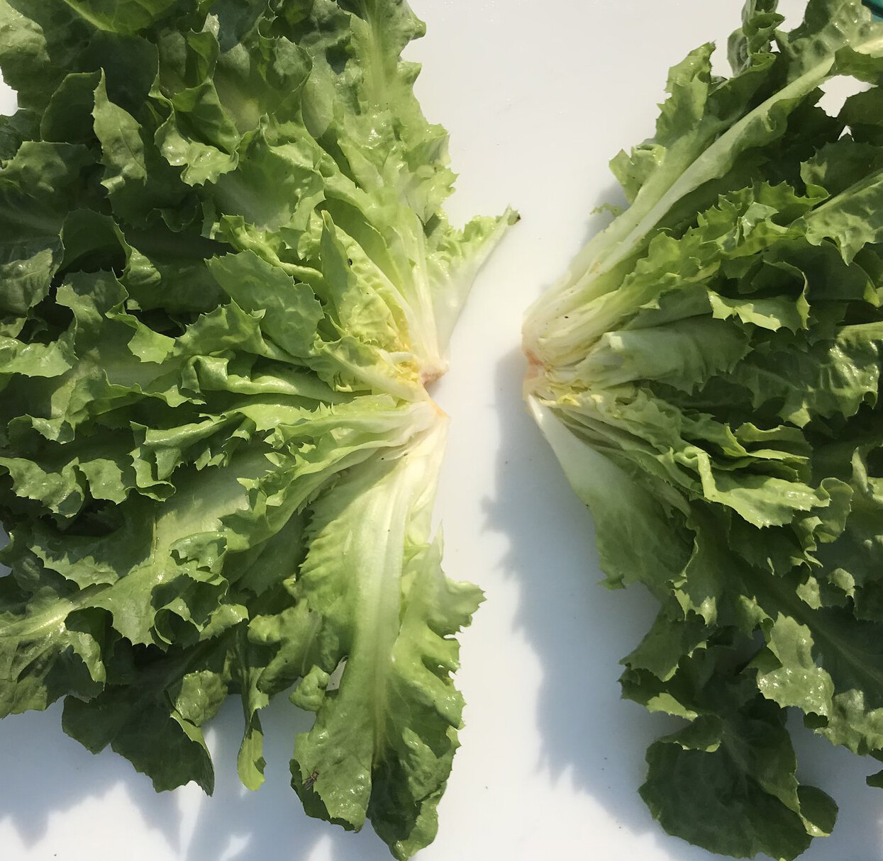500+Broadleaf Batavian Endive Seeds(Cichorium endivia) Escarole Vegetable USA gallery