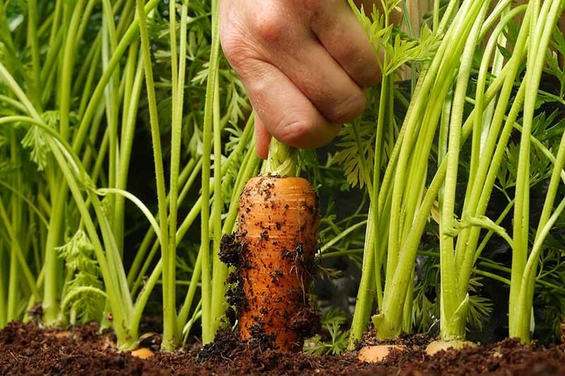 300 DANVERS CARROT SEEDS ~ heirloomseedguy ~ 2026 ~ NON-GMO gallery