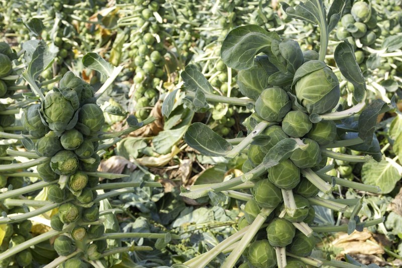 Long Island Improved Brussels Sprouts Seeds, NON-GMO, Variety Sizes, FREE SHIP gallery