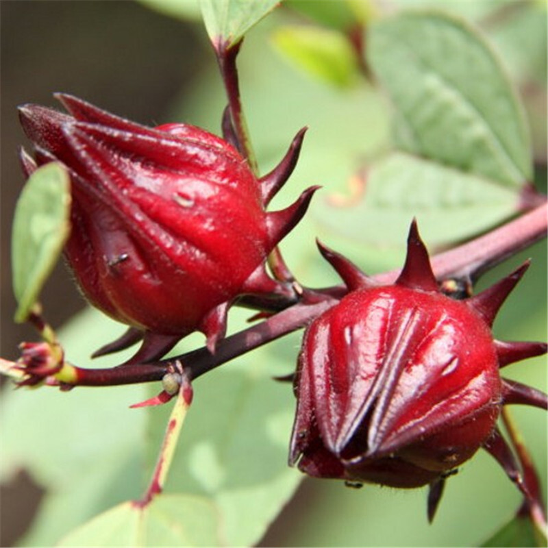 100 XRoselle Seeds/HIBISCUS SABDARIFFA/Jamaican Sorel/Rosella Fruit/Herb/Herbal gallery