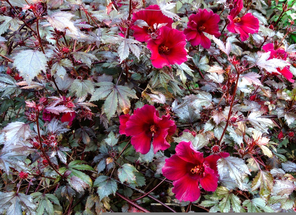 Hibiscus acetosella rare cranberry False roselle medicinal Edible plant 15 seeds gallery