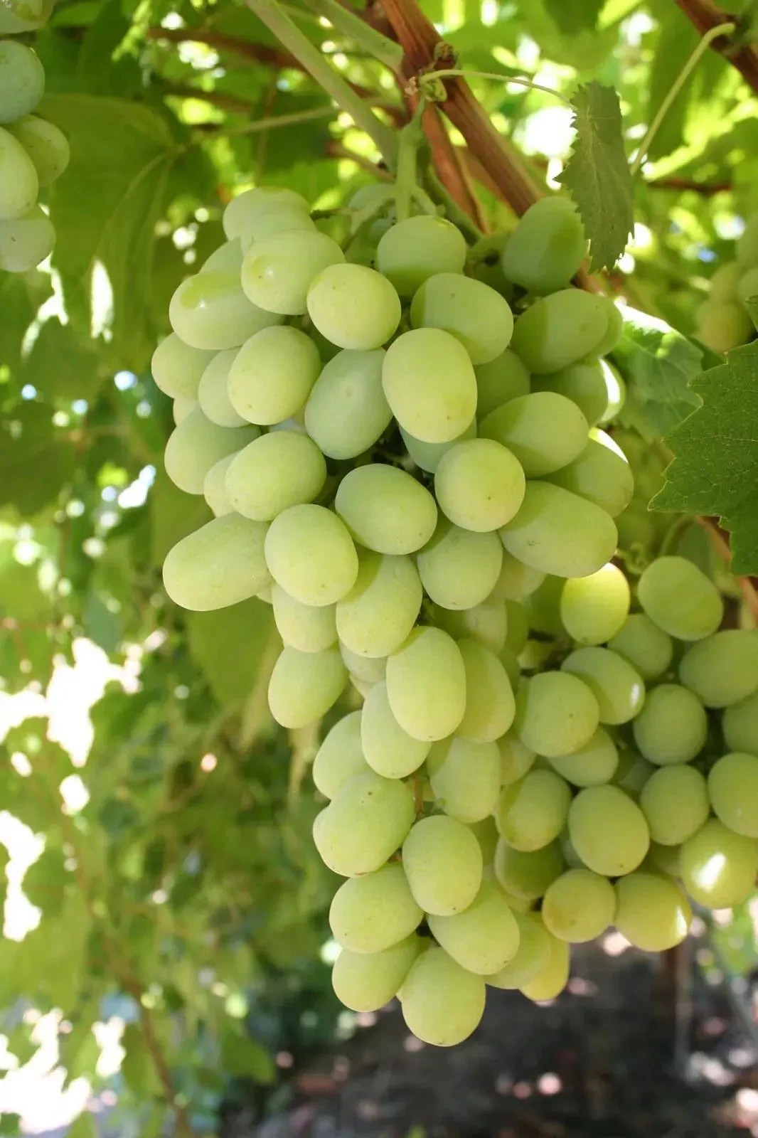VERY RARE Cotton candy grape - 5 cuttings for rooting or grafting - easy to root gallery
