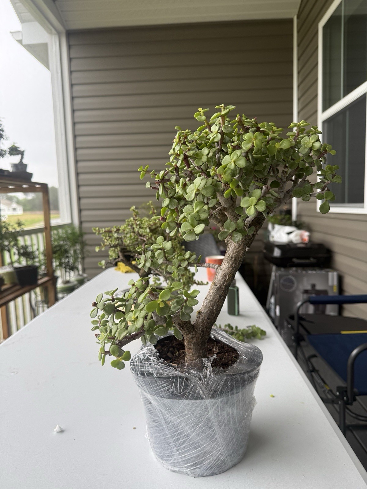 Dwarf Jade Bonsai 7 Inches gallery