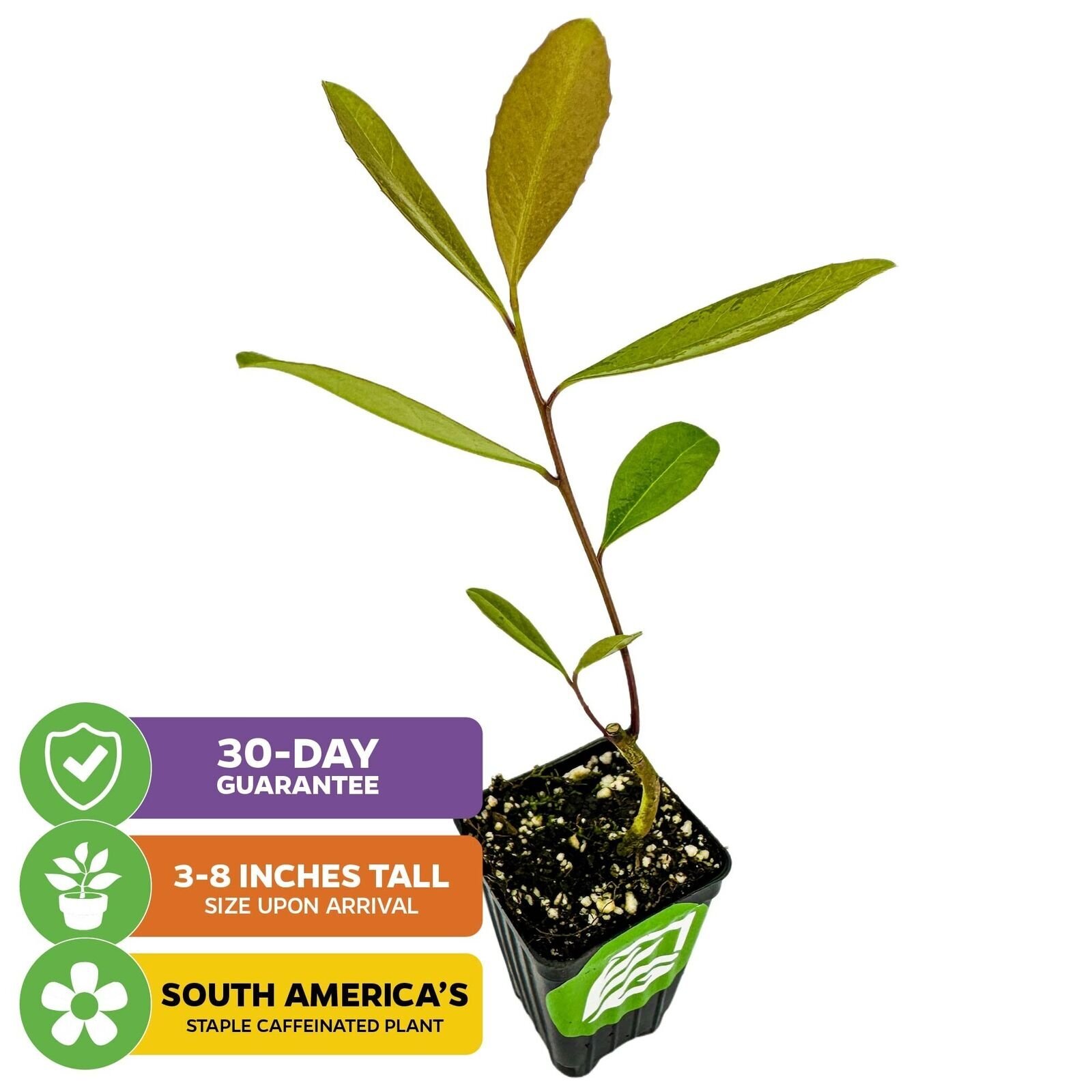 Yerba Mate - Ilex paraguariensis - Live Plant gallery