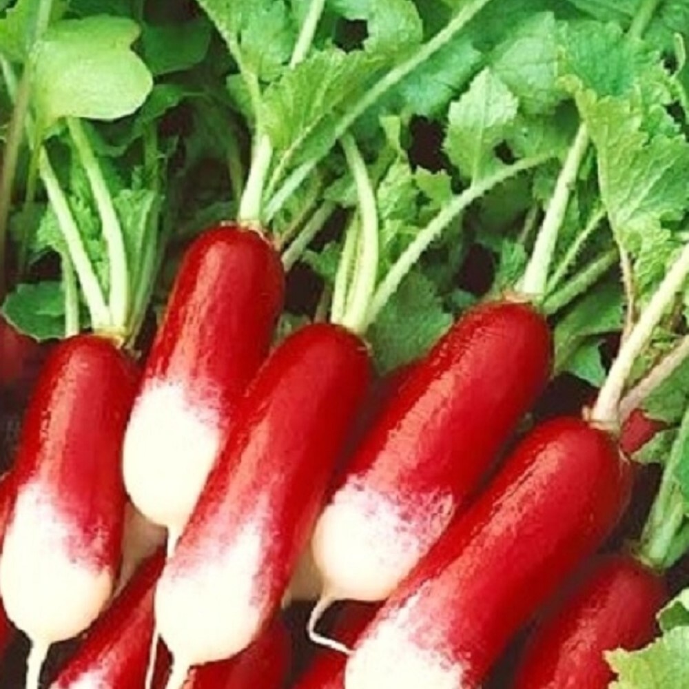 French Breakfast Radish Seeds | NON-GMO | Heirloom | Fresh Garden Seeds gallery