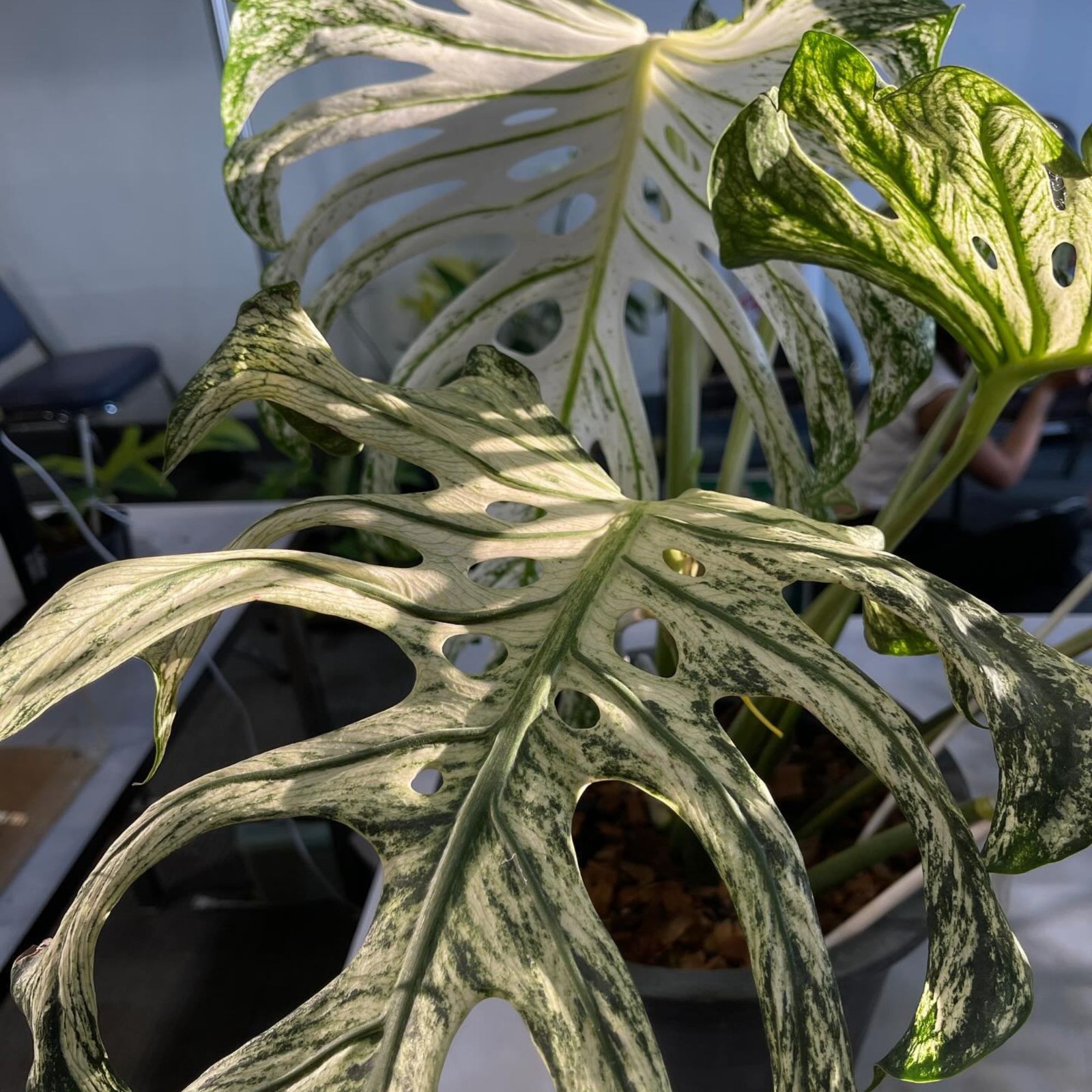 Monstera Devil Monster Albo House Variegated Rare Tropical Starter Plant Cutting gallery