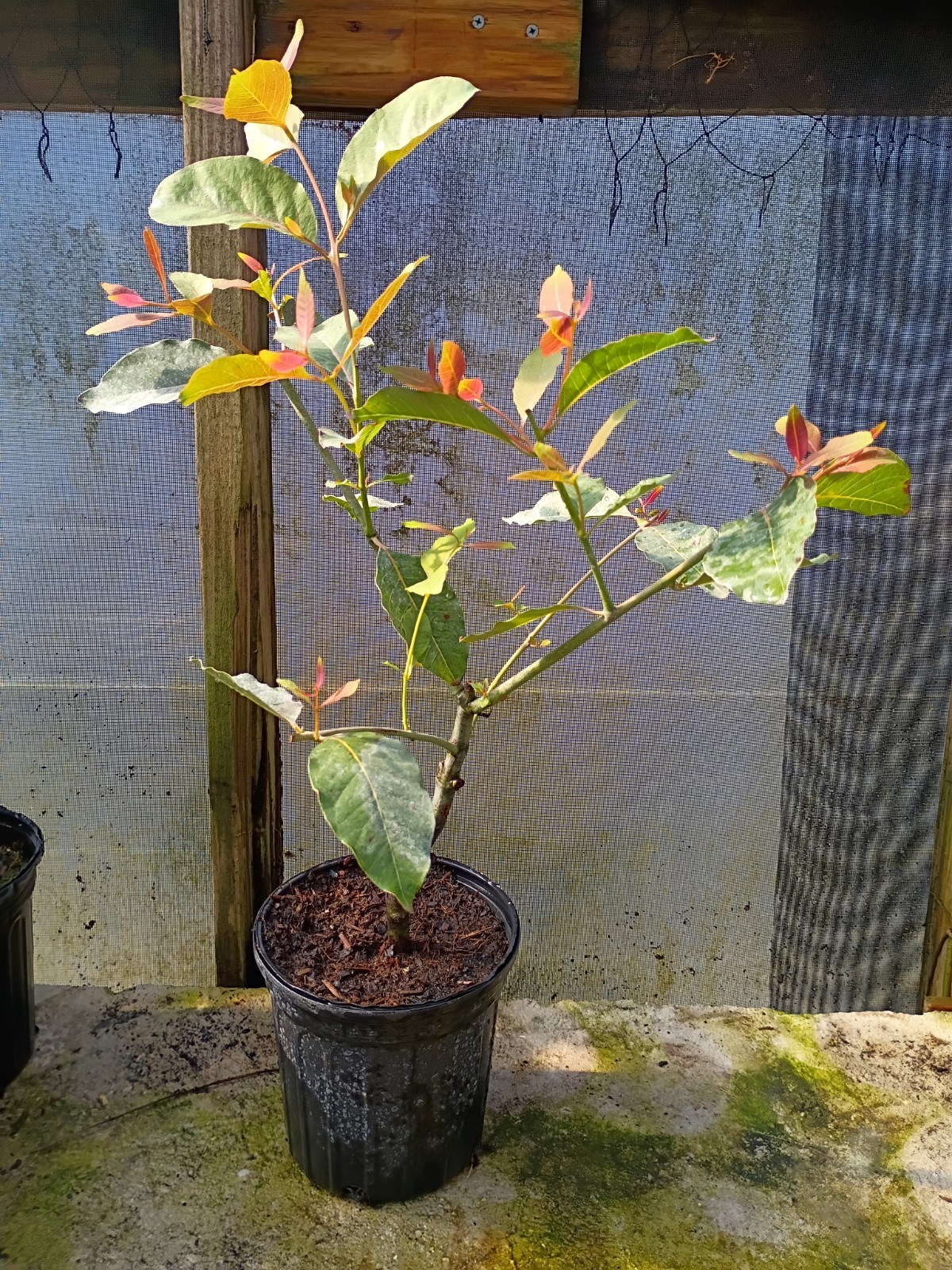 Beautiful 5 years old grafted Eucalyptus Rainbow gallery