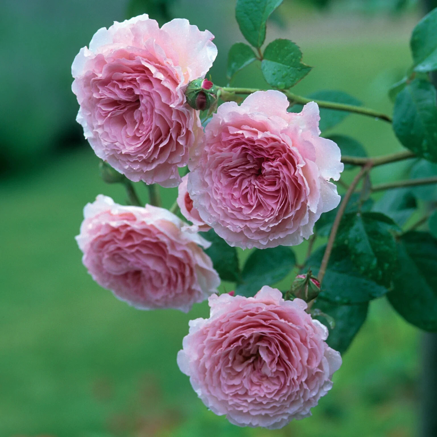 (Auscrystal) David Austin Climbing Rose JAMES GALWAY Rooted Plant 5" Tall gallery
