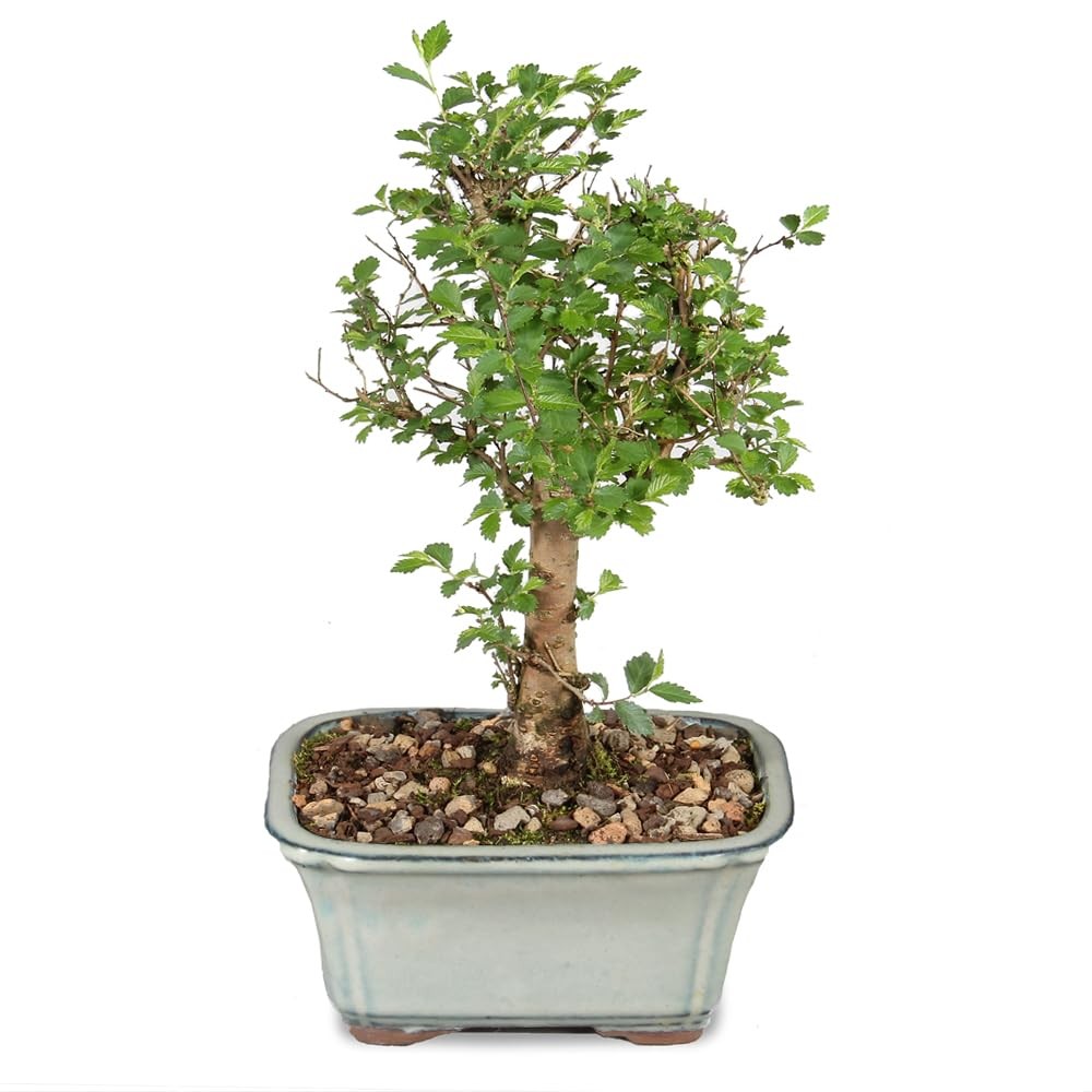 Chinese Elm Bonsai Tree Live Outdoor Small 5 Years Old 6 Tall Live Bonsai Tree gallery