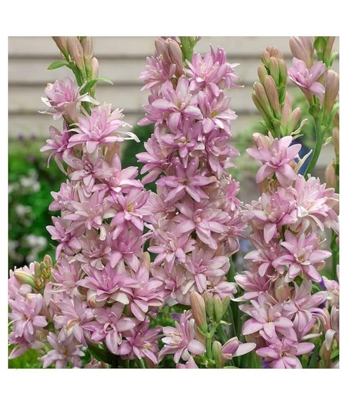 Tuberose/Rajnighandha Flower Bulbs (pack of 11 Bulbs Mix Multi Color) gallery