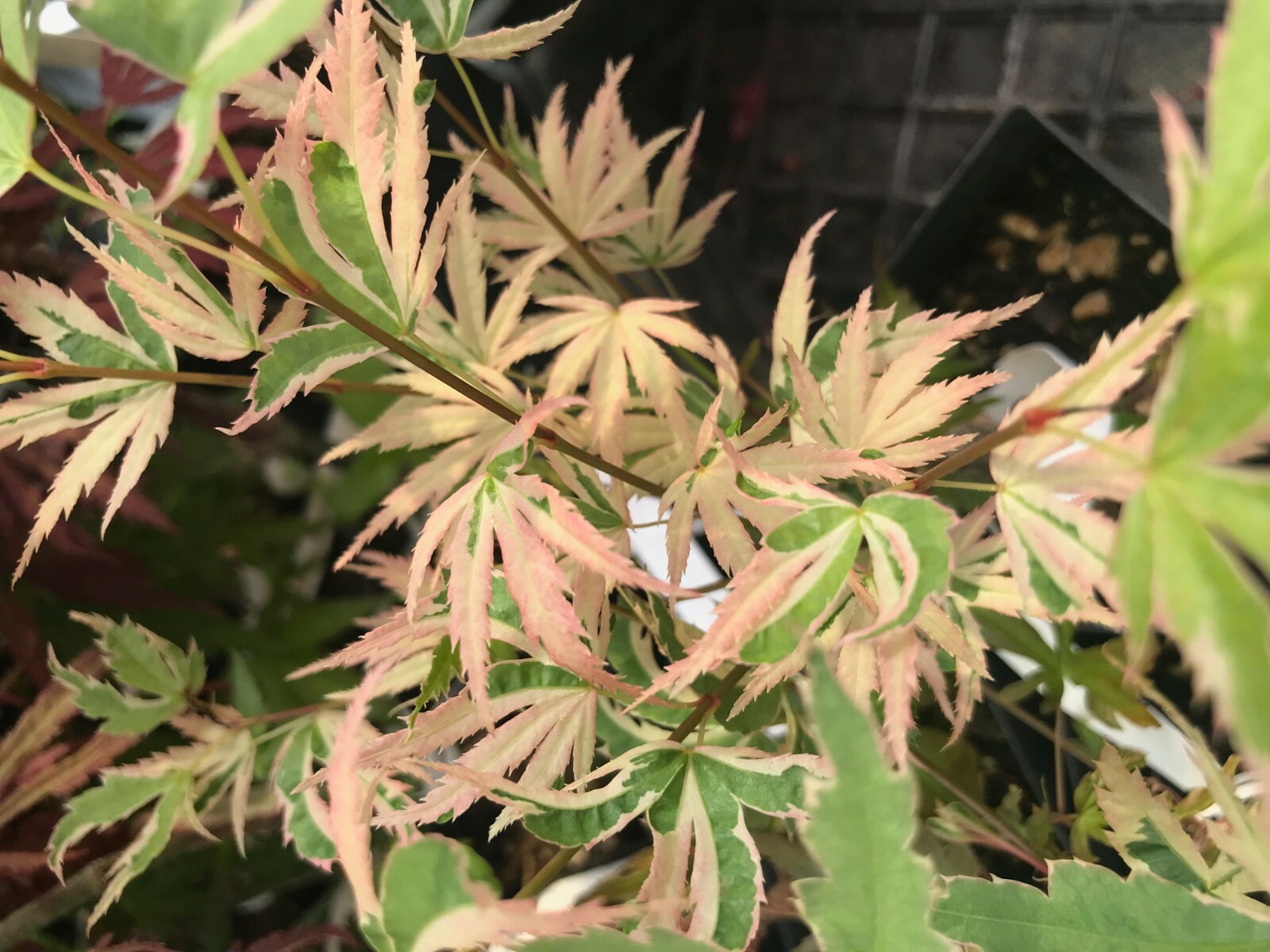 Japanese Maple Acer BUTTERFLY gallery