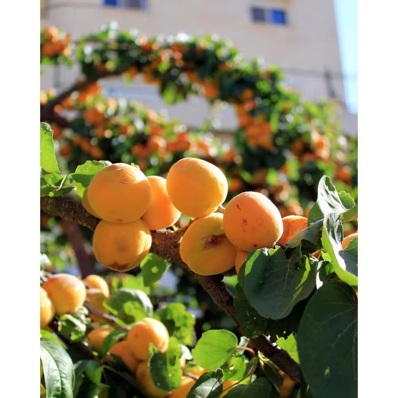 Dwarf Blenheim Apricot Tree (Bare-Root, 3 ft. to 4 ft Tall, 2-Years Old) gallery