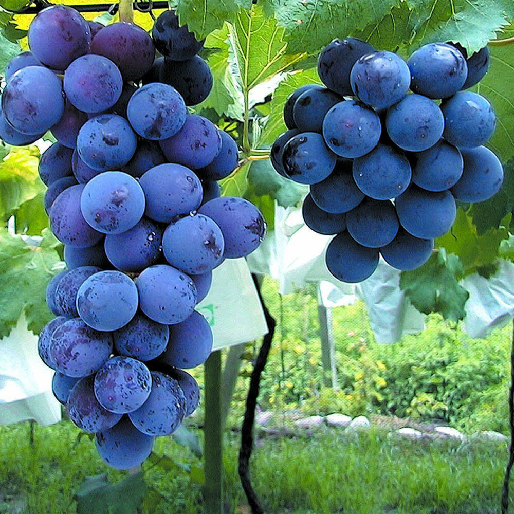 6pcs Japanese Kyoho grape cuttings 巨峰葡萄插条 교호포도 US seller gallery