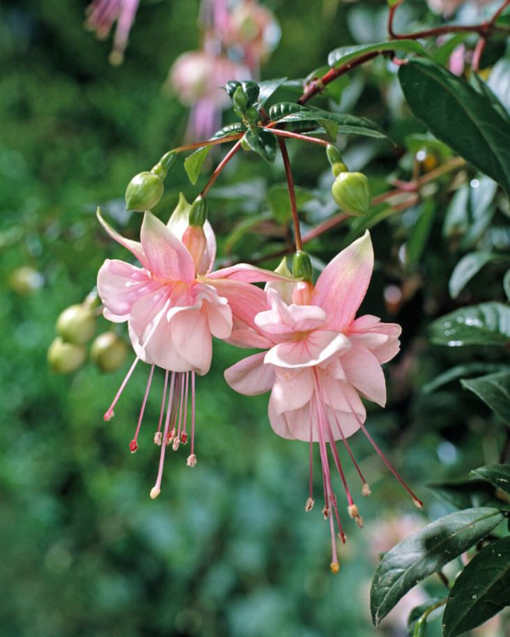 Fuchsia Southgate Plant Plug - 2-4" Tall - Pink & White Blooms for Hanging Baske gallery