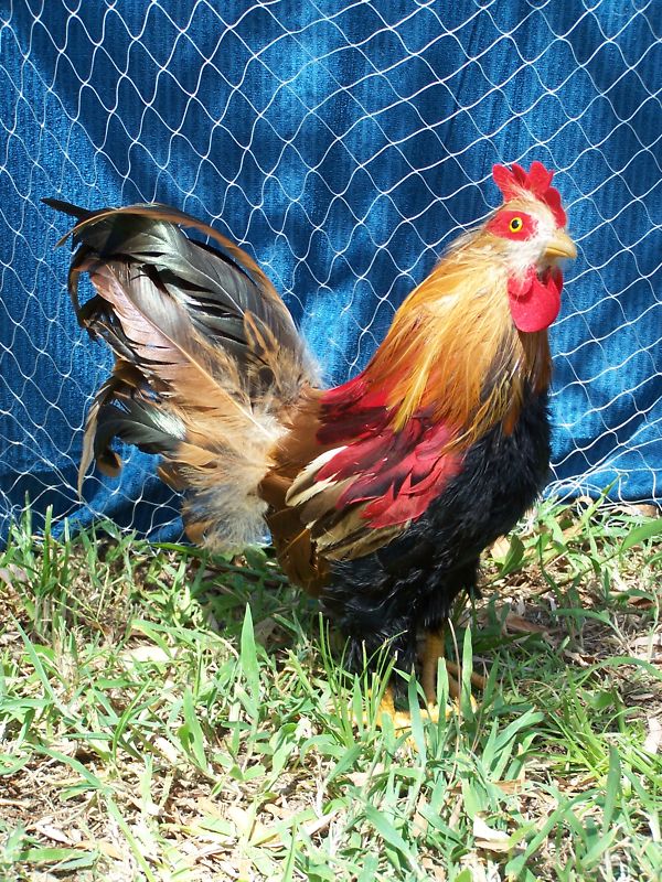20' x 14' QUAIL NET POULTRY NET GAME BIRD 45 LB. TEST CHICKEN NET 1" #4 NYLON gallery