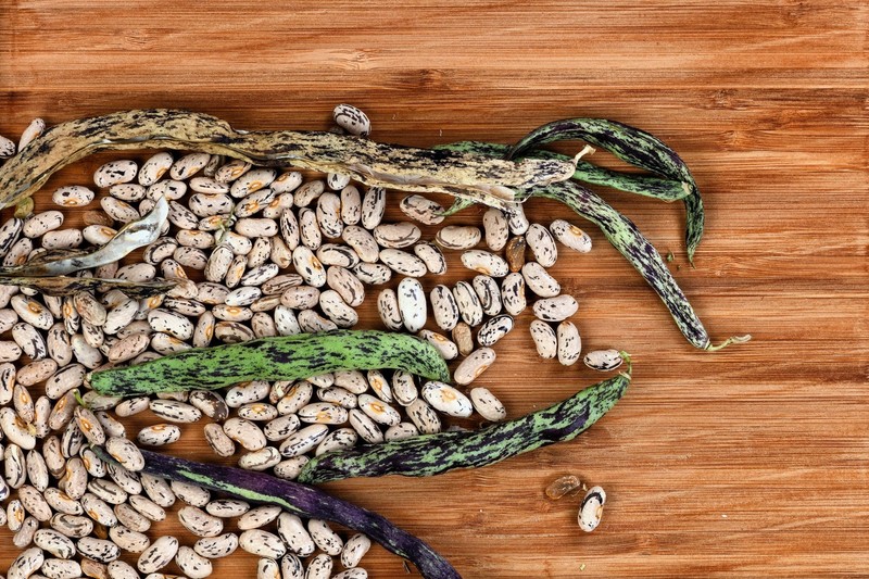 50 RATTLESNAKE POLE BEAN Stringless Purple Phaseolus Vulgaris Vegetable Seeds gallery