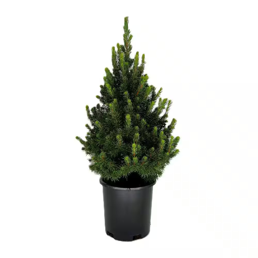 Dwarf Alberta Spruce Live Evergreen Tree 2.5 Qt Cold Hardy Outdoor Plant Shrub gallery