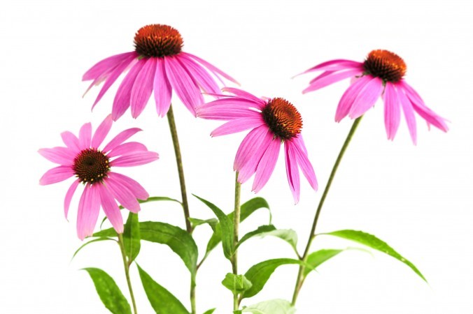 Echinacea Leaf - Echinacea purpurea Loose Leaf C/S, Domestically Harvested gallery