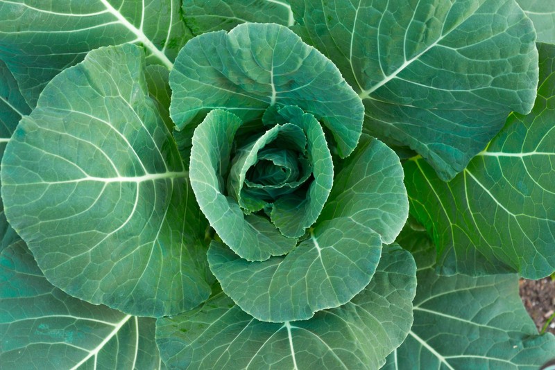 250 VATES COLLARDS Collard Greens Brassica Oleracea Acephala Vegetable Seeds gallery