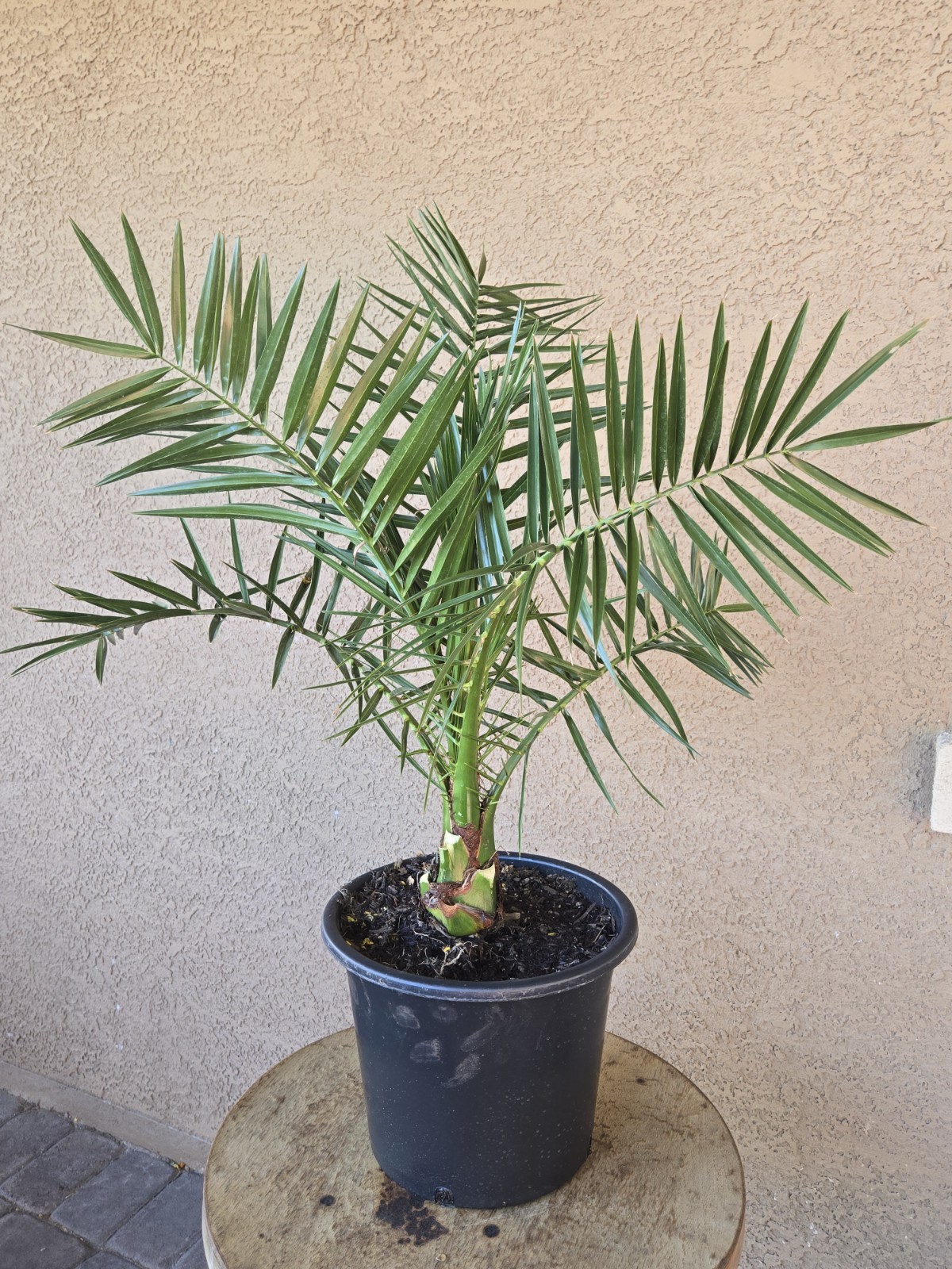 Canary Island, Date / Pineapple Palm Tree, Phoenix Canariensis 7+ Yrs, 30+ Inchs gallery