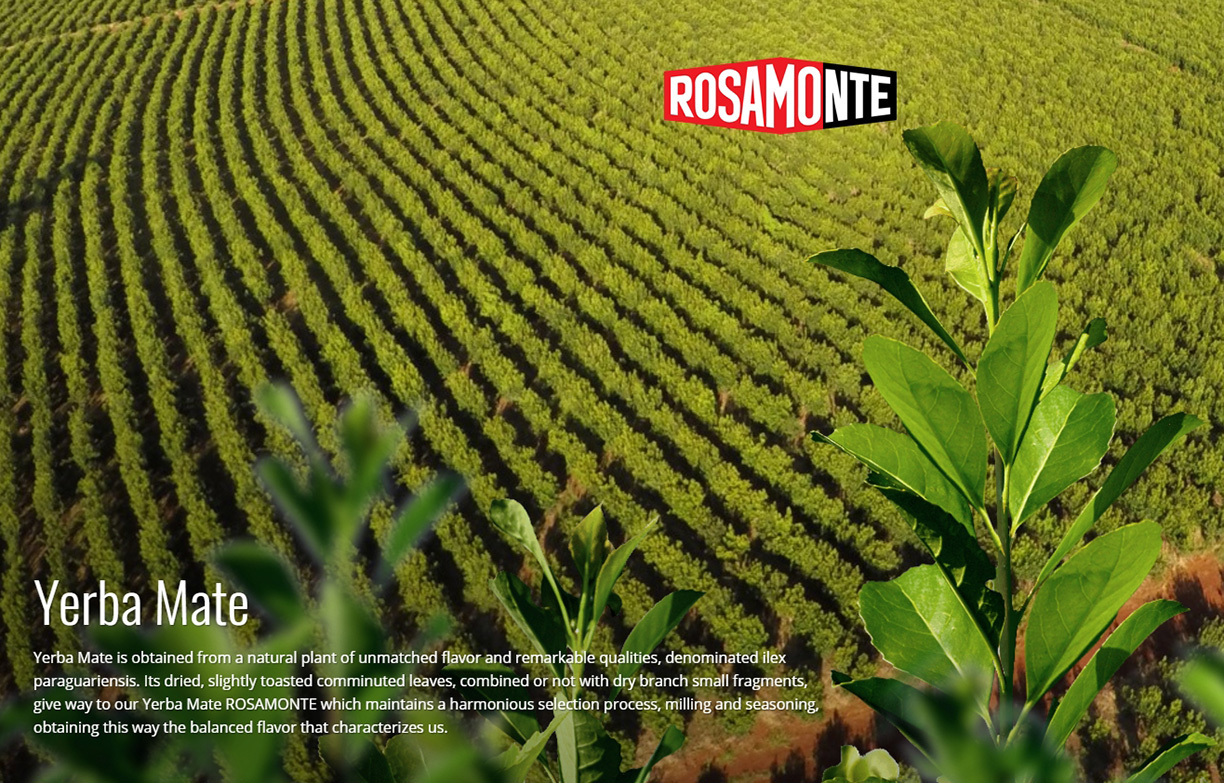 Yerba Mate - Rosamonte Especial - 3 Kilos - Free Shipping gallery