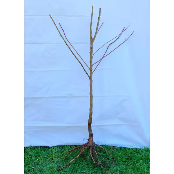 Dwarf Italian Plum Tree Bare Root gallery