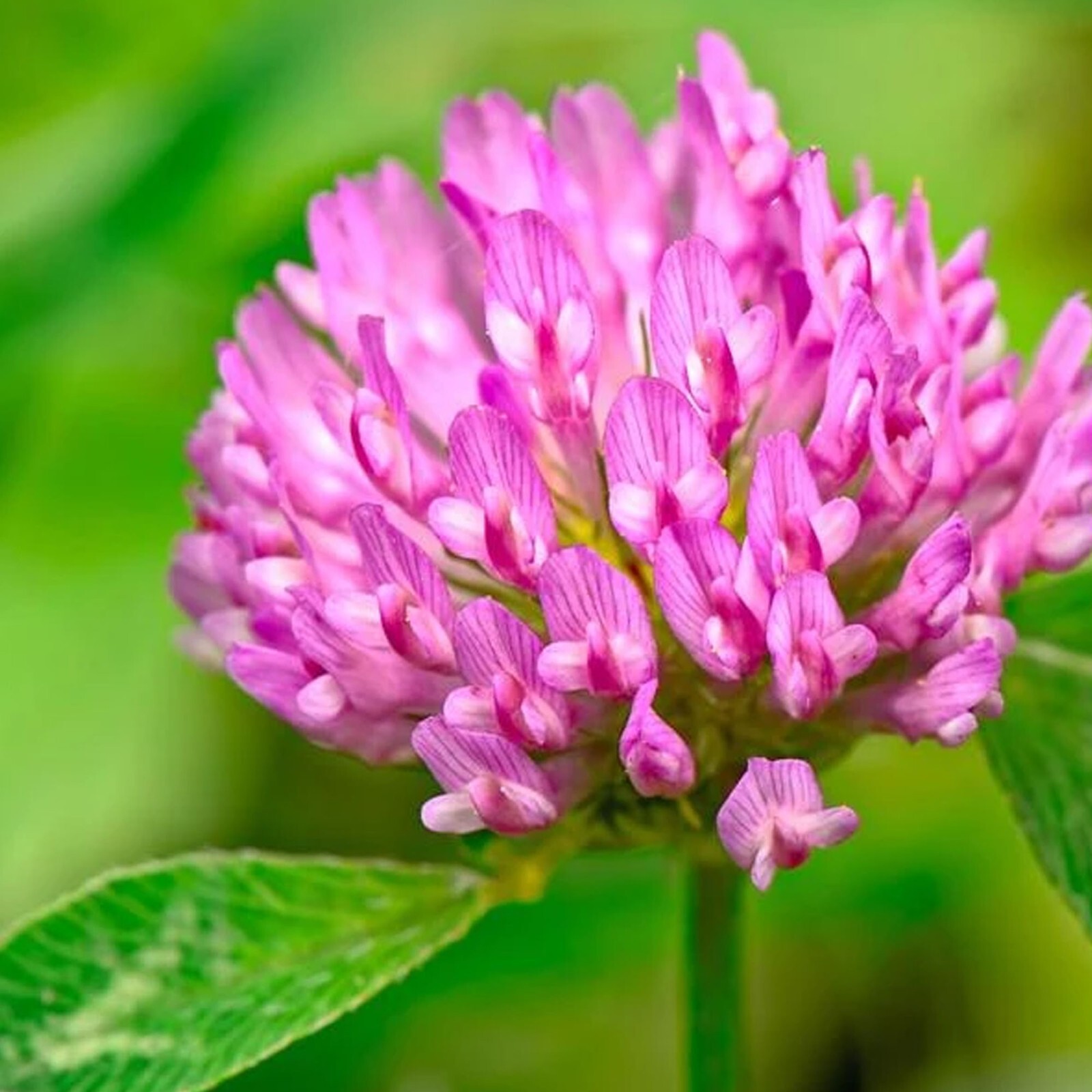 Medium Red Clover Cover Crop Seeds For Planting - NON-GMO - Heirloom- Inoculated gallery