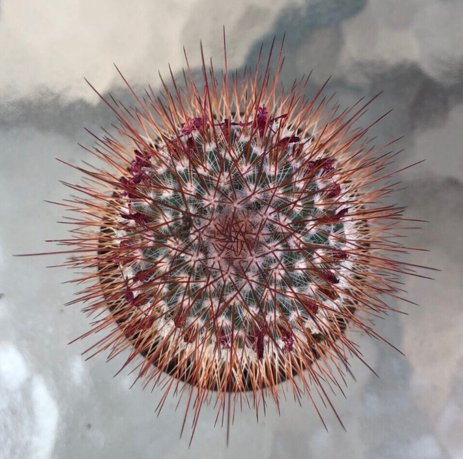 Mammillaria Spinosissima 'Irishman', Comes in a 2.5" Pot gallery