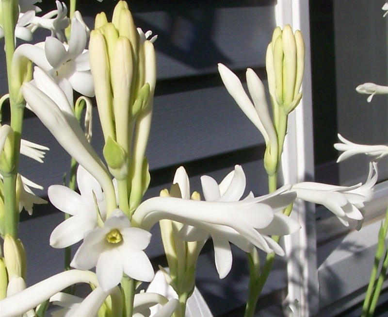White Tuberose Bulbs single large clump Mexican Fragrant Polianthes Agave Amica gallery