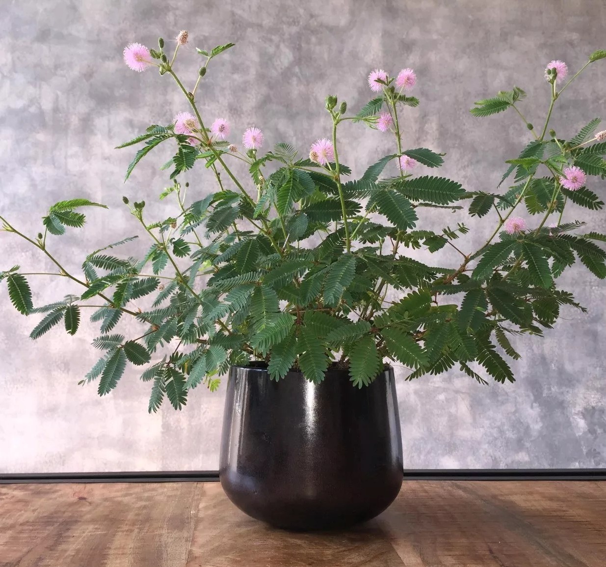 Sensitive Plant Seeds ~Mimosa pudica~ Leaves that move & respond to touch! Shy gallery