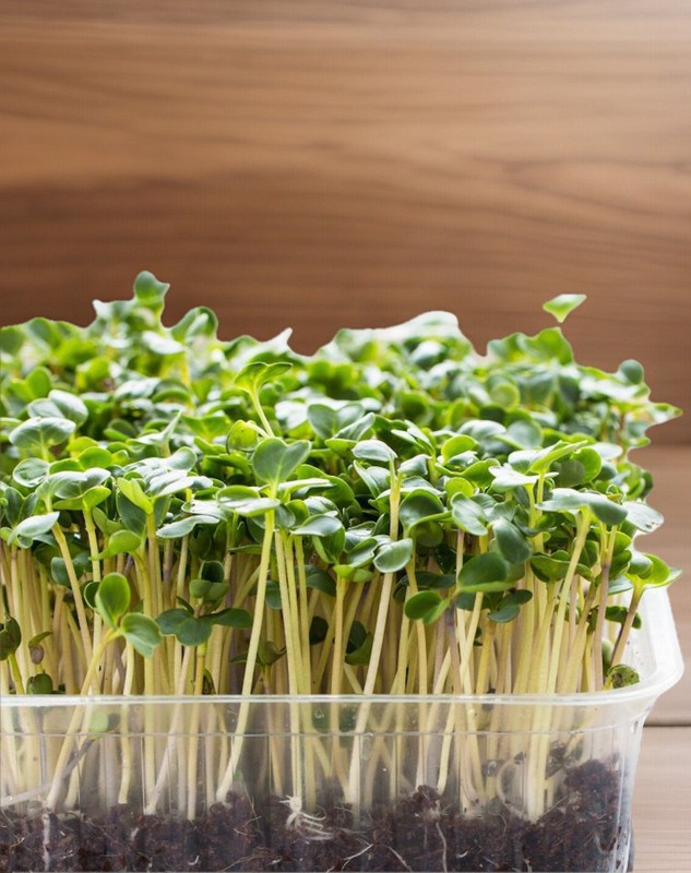 Organic Non-GMO Broccoli Seeds Sprouting Sprouts Microgreens of Pure*NEW* gallery