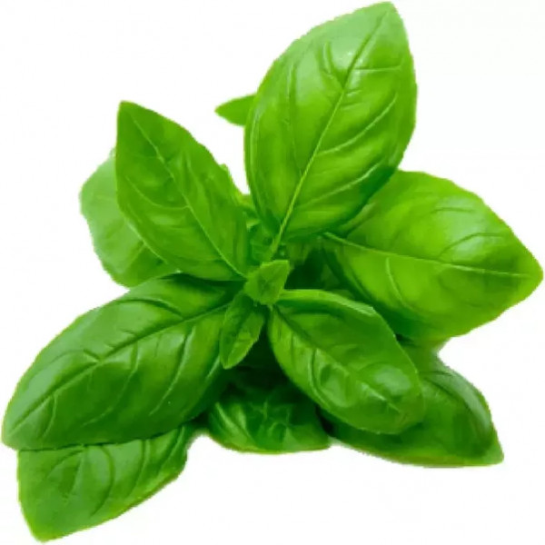 Basil Leaf - Dried Ocimum basilicum Leaf C/S 100% from Nature, Wild Crafted gallery