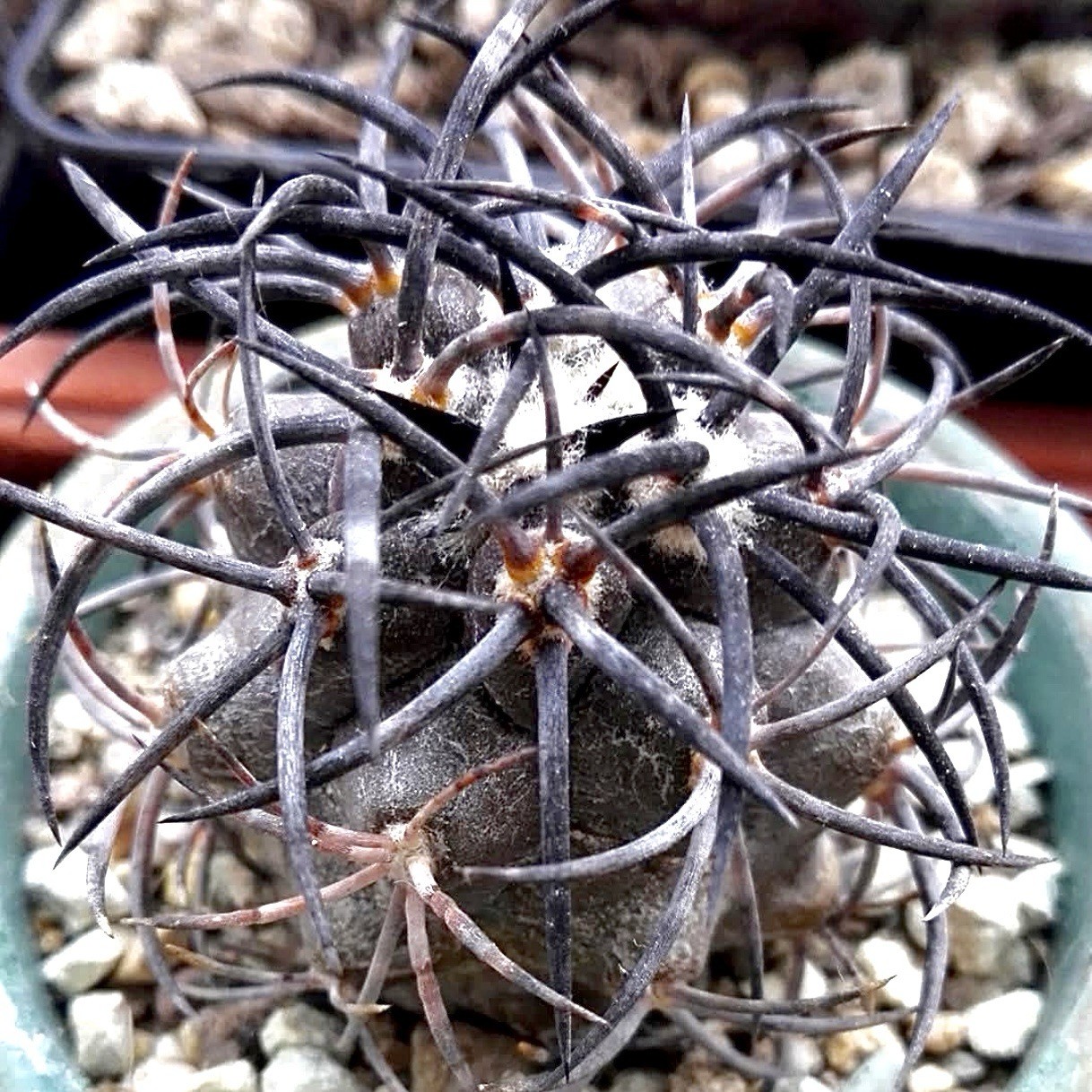 (10) Pack RARE SEEDS Copiapoa Griseoviolacea US SELLER gallery
