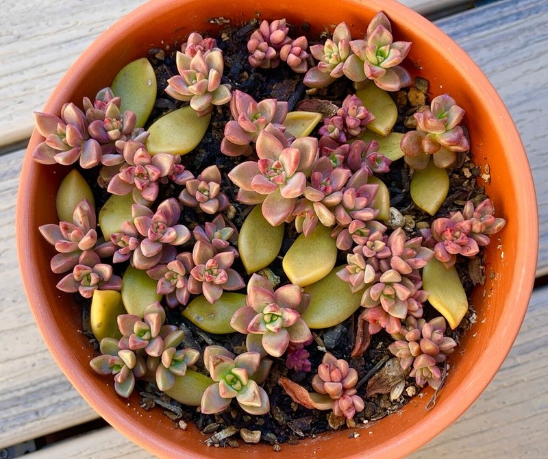 20 Succulent Leaves Starter Kit Assorted Varieties Easy Propagation for Beginner gallery