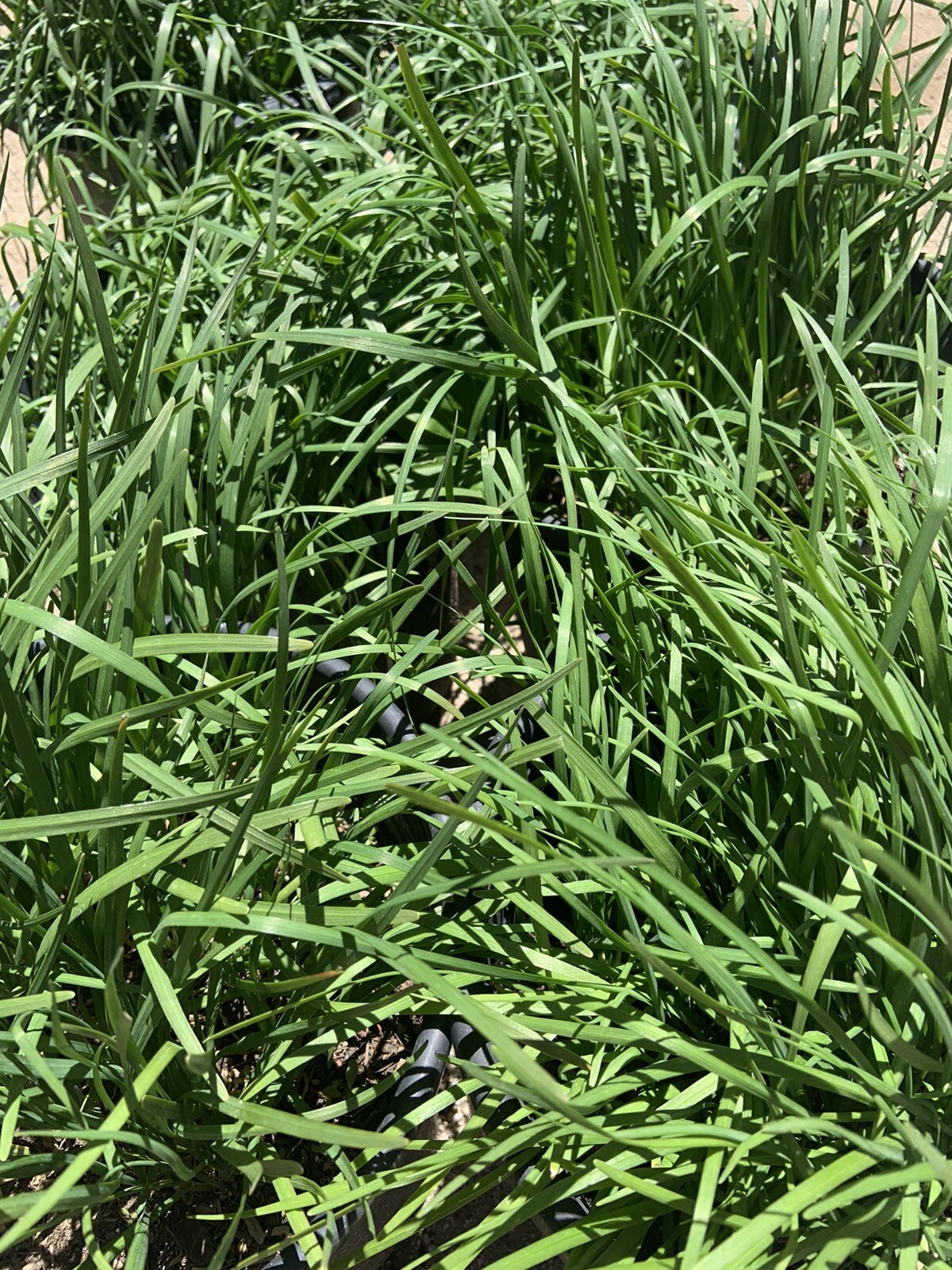 Garlic Chives 韭菜根 40 Live Plant Bare Root Hardy Perennial Herb Organic NON-GMO gallery