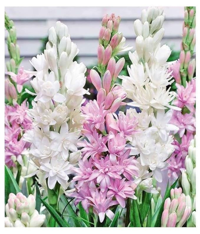 Double Petal Rajnigandha Tuberose Bulbs Fragrant Hybrid Pack of 2 gallery