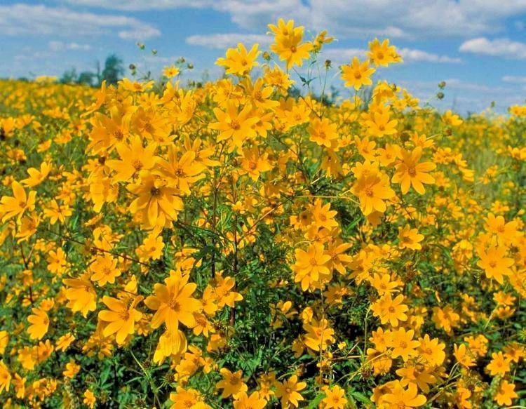 101+SWAMP MARIGOLD Seeds Tickseed Native Wildflower Shrub Bush Flowers Fast Easy gallery