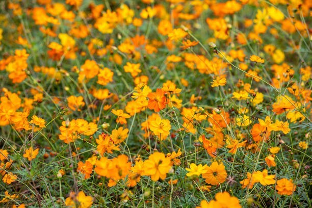 200 DWARF SULPHUR COSMOS SEEDS | 2026 SALE FREE SHIPPING NON GMO gallery