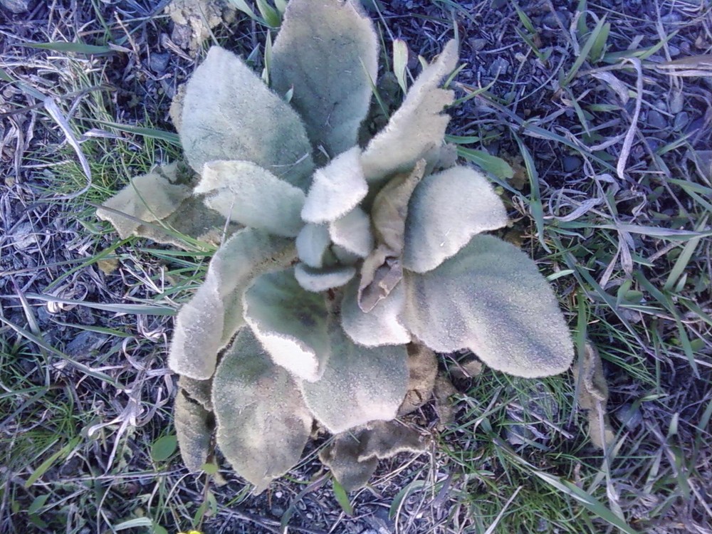 live mullein plant