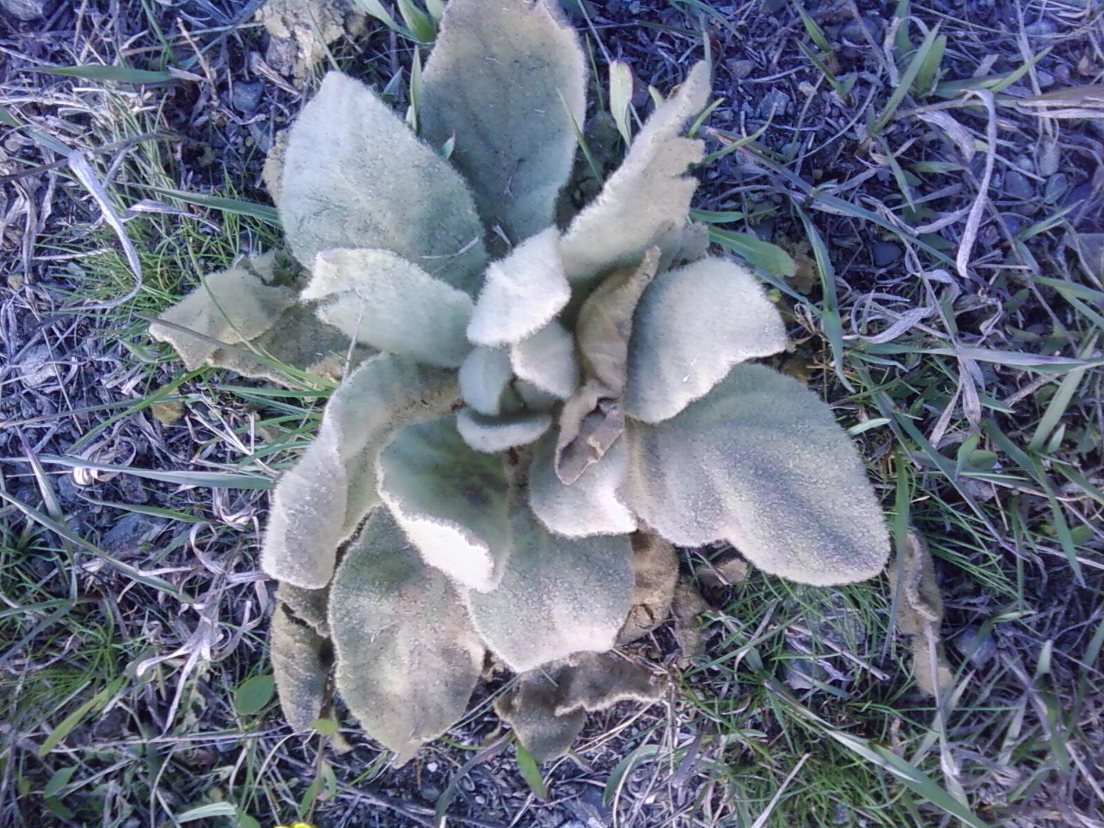 live mullein plant gallery