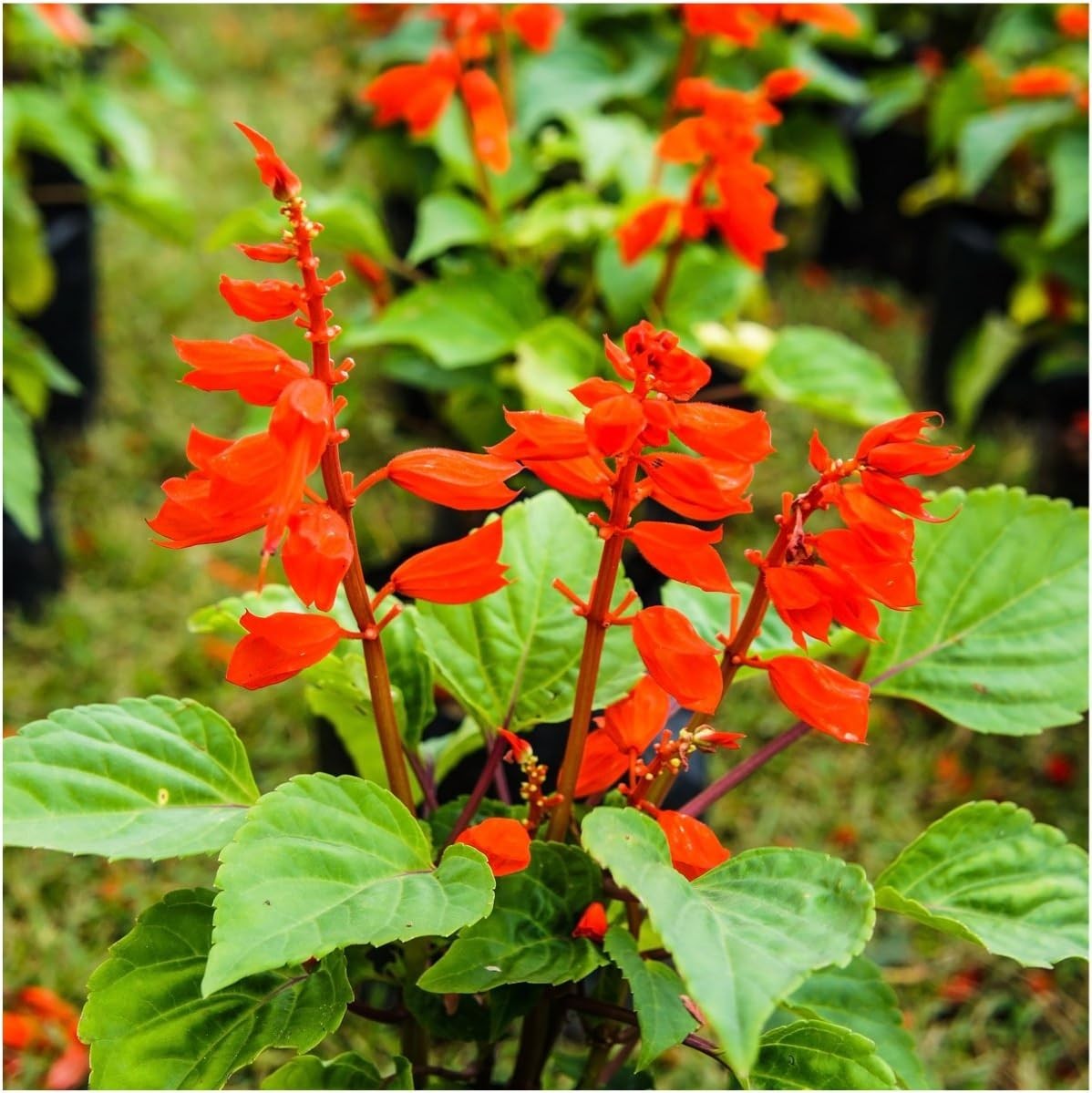 Deer Resistant Wildflower Seed Mix 2 Ounce 30,000+ Seeds 22 Species gallery