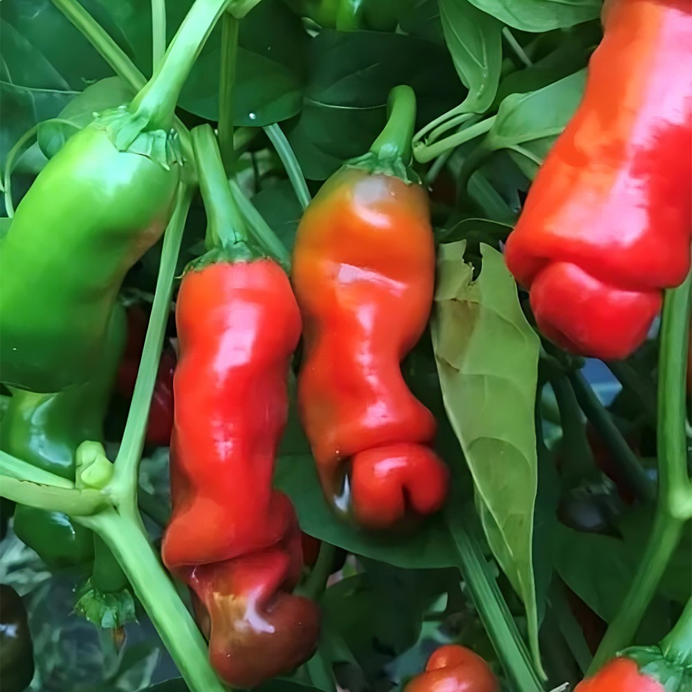 Red Peter Pepper Seeds | Medium Heat | Heirloom / Non-GMO | Free Shipping | 1282 gallery