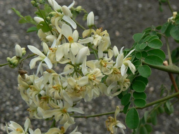Moringa oleifera | Miracle Tree | Drumstick Tree | Horseradish Tree | 25 Seeds gallery