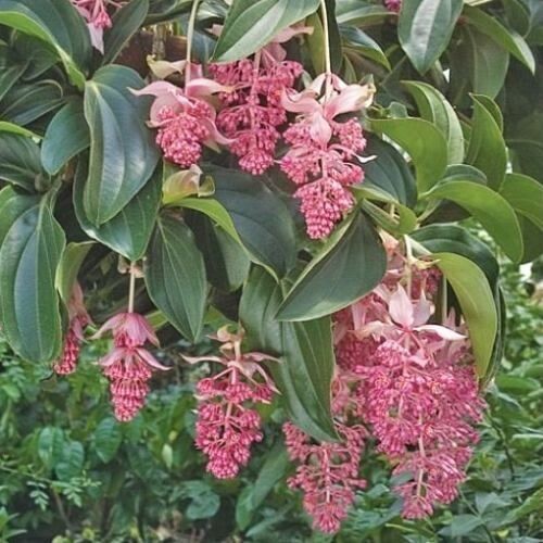 Royal CHANDALIER Magnifica Medinilla Plant~Live Well Rooted STARTER Plant~RARE gallery