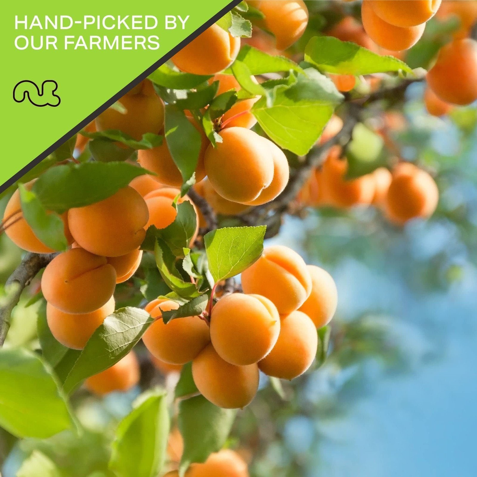 Sun Dried Turkish Apricots, No Sugar Added (16 Ounce, 1LB) gallery