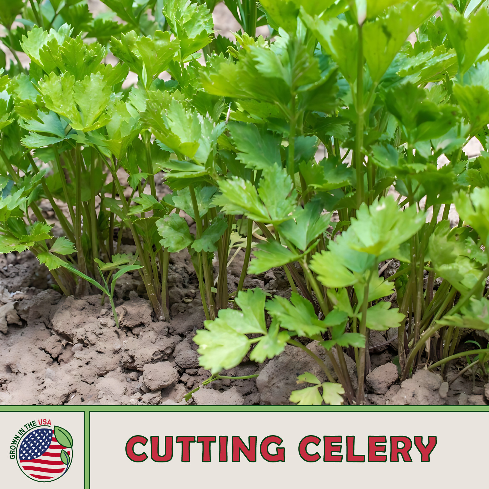 1000 Cutting Celery Seeds, Open-Pollinated, Culinary Herb, Non-GMO, Genuine USA gallery