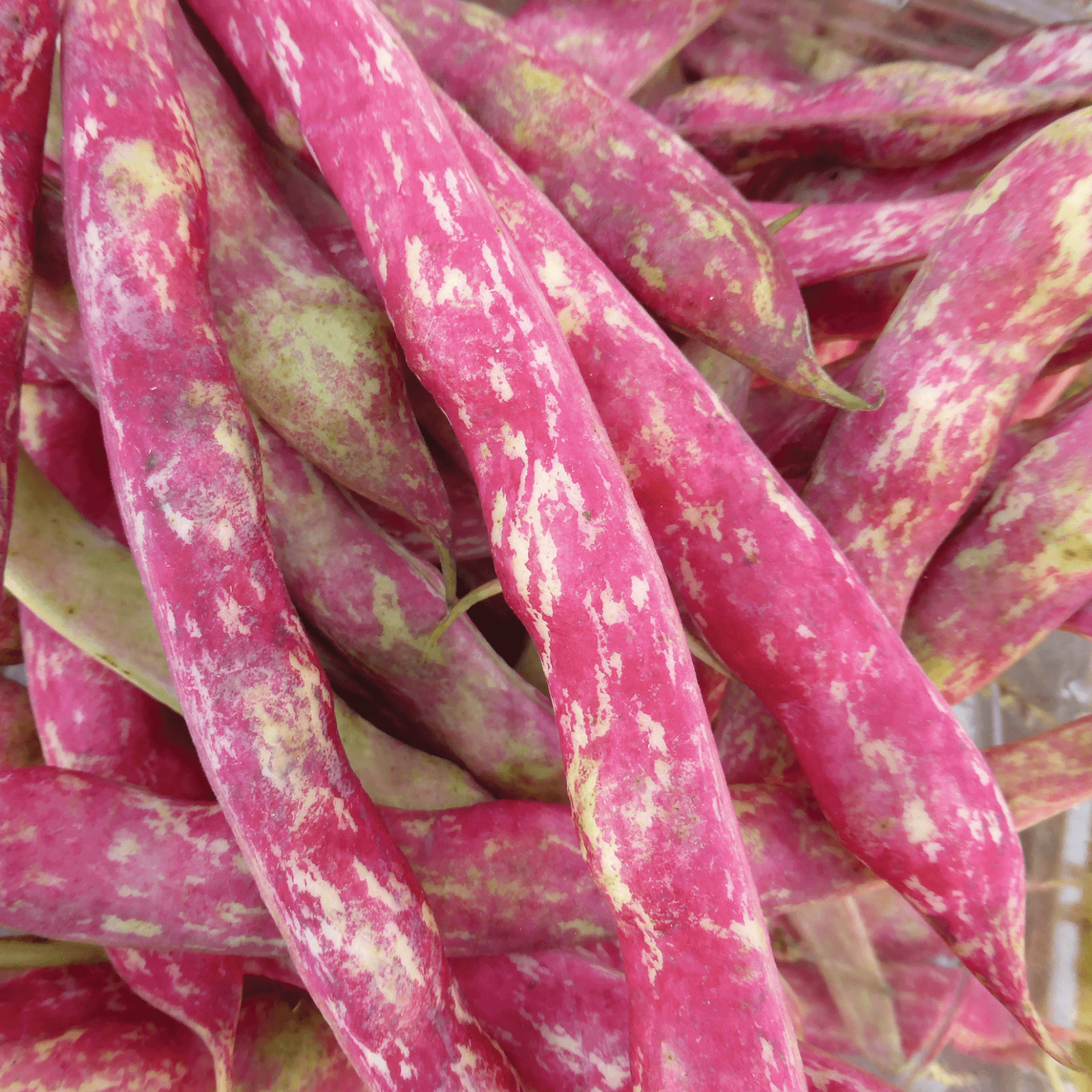 French Horticulture Shell Bean Seeds, Haricot Tarbais, NON-GMO, FREE SHIPPING gallery