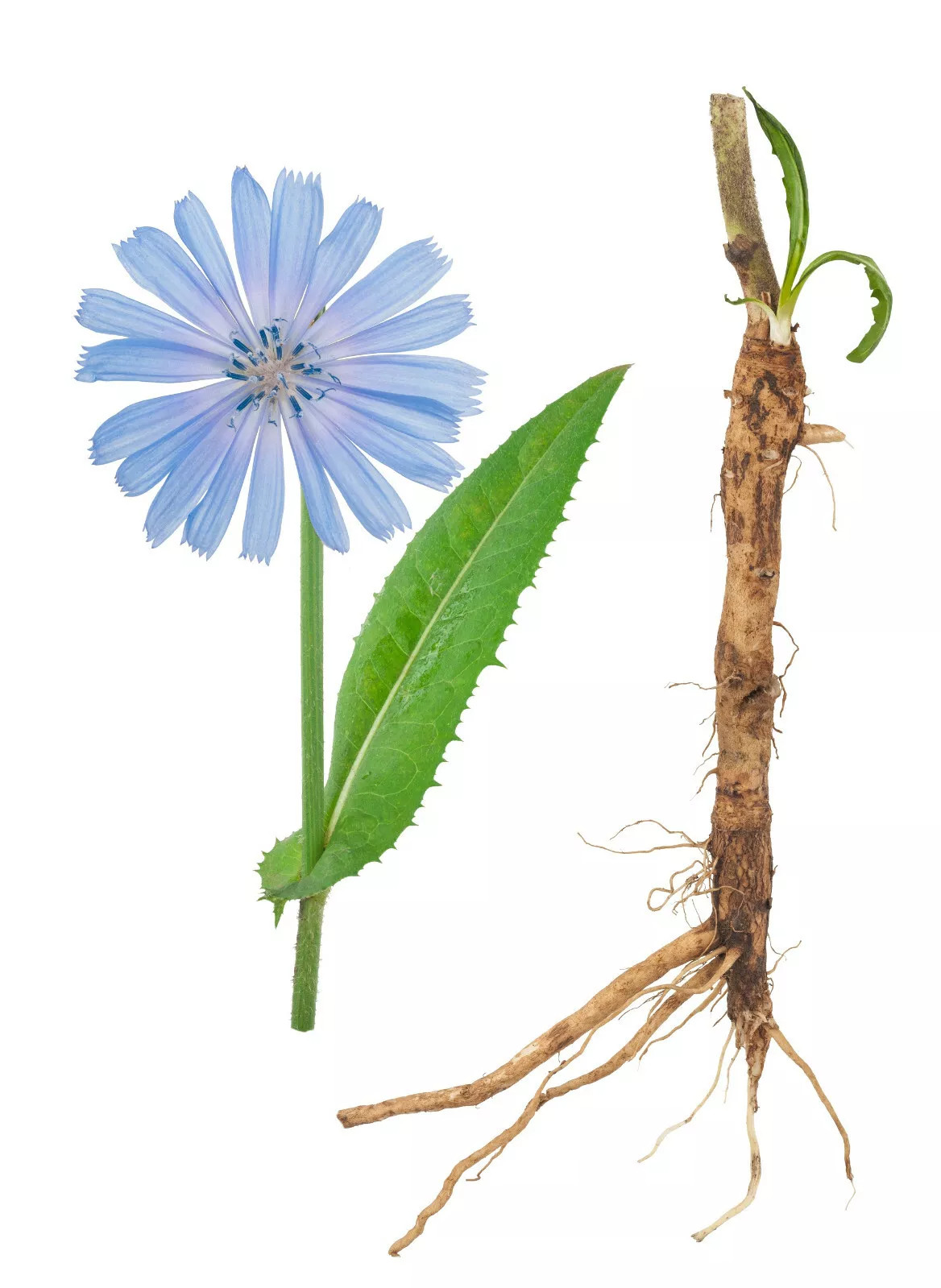 1000+ Chicory Seeds | Blue Dandelion | Perennial Medicinal Herb & Coffee Subst. gallery